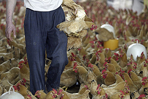 Un vendedor de aves en la provincia china de Guangdong (Foto: Reuters | Joe Tan)